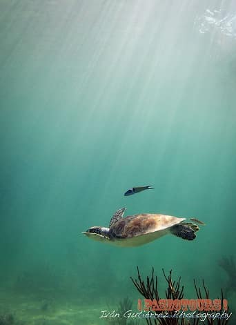 tortue plongée cenote Tulum